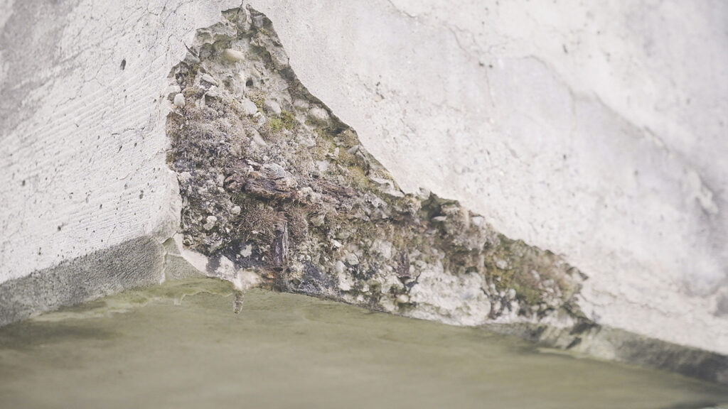 Colonisation du béton par des mousses et des champignons