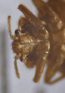 VIVRE AVEC LES VAMPIRES PUNAISES ET SOUS-ARCHITECTURE